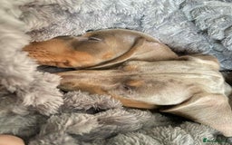 Miniature Dachshund dogs for sale: KCRegistered Miniature SmoothHaired Dachshund Boys - Image 12