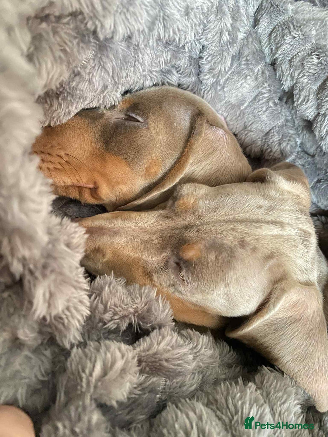 Miniature Dachshund dogs for sale: KCRegistered Miniature SmoothHaired Dachshund Boys - Image 12