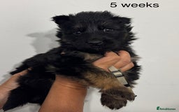 German Shepherd dogs for sale: GERMAN SHEPHERD LONG COATED PUPPIES - Image 26