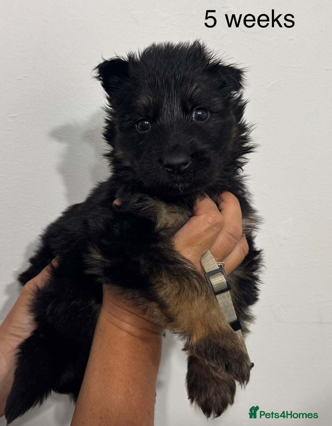 German Shepherd dogs for sale: GERMAN SHEPHERD LONG COATED PUPPIES - Image 26