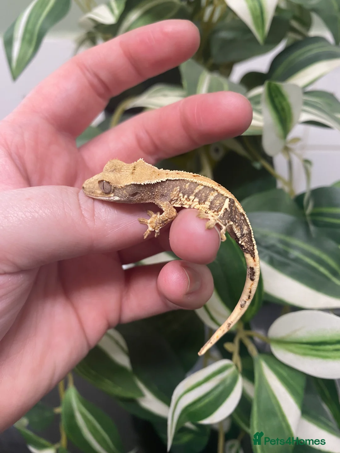 Gecko reptiles for sale: Crested Gecko Babies - Advert 1