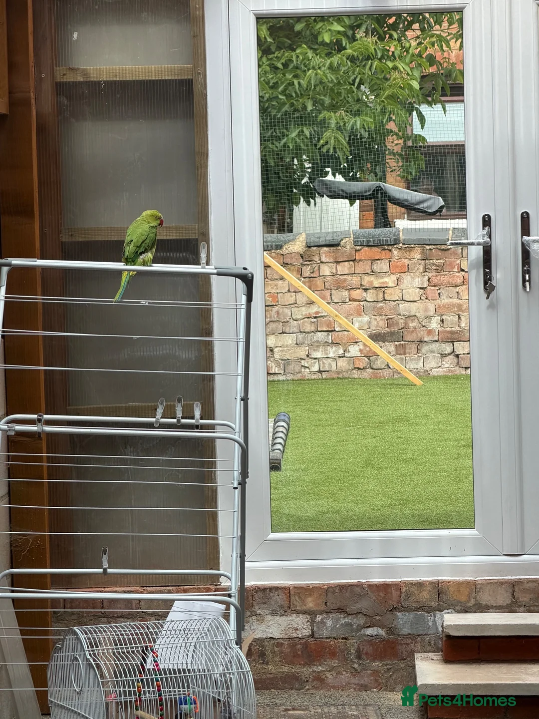 Parrots birds for sale: Beautiful ringneck for sale  in Derby - Advert 1