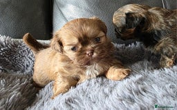 Shih Tzu dogs for sale: Stunning Rare Brindle Imperial Shih Tzu puppies - Image 16