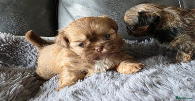 Shih Tzu dogs - Advert 10