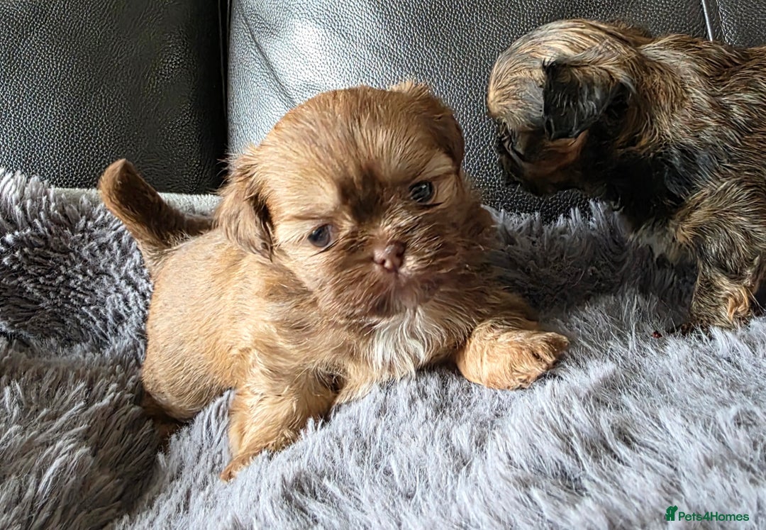 Shih Tzu dogs for sale: Stunning Rare Brindle Imperial Shih Tzu puppies - Image 16