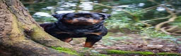 Rottweiler dogs for stud: Proven Health Tested Rottweiler stud  in Clydebank - Advert 5