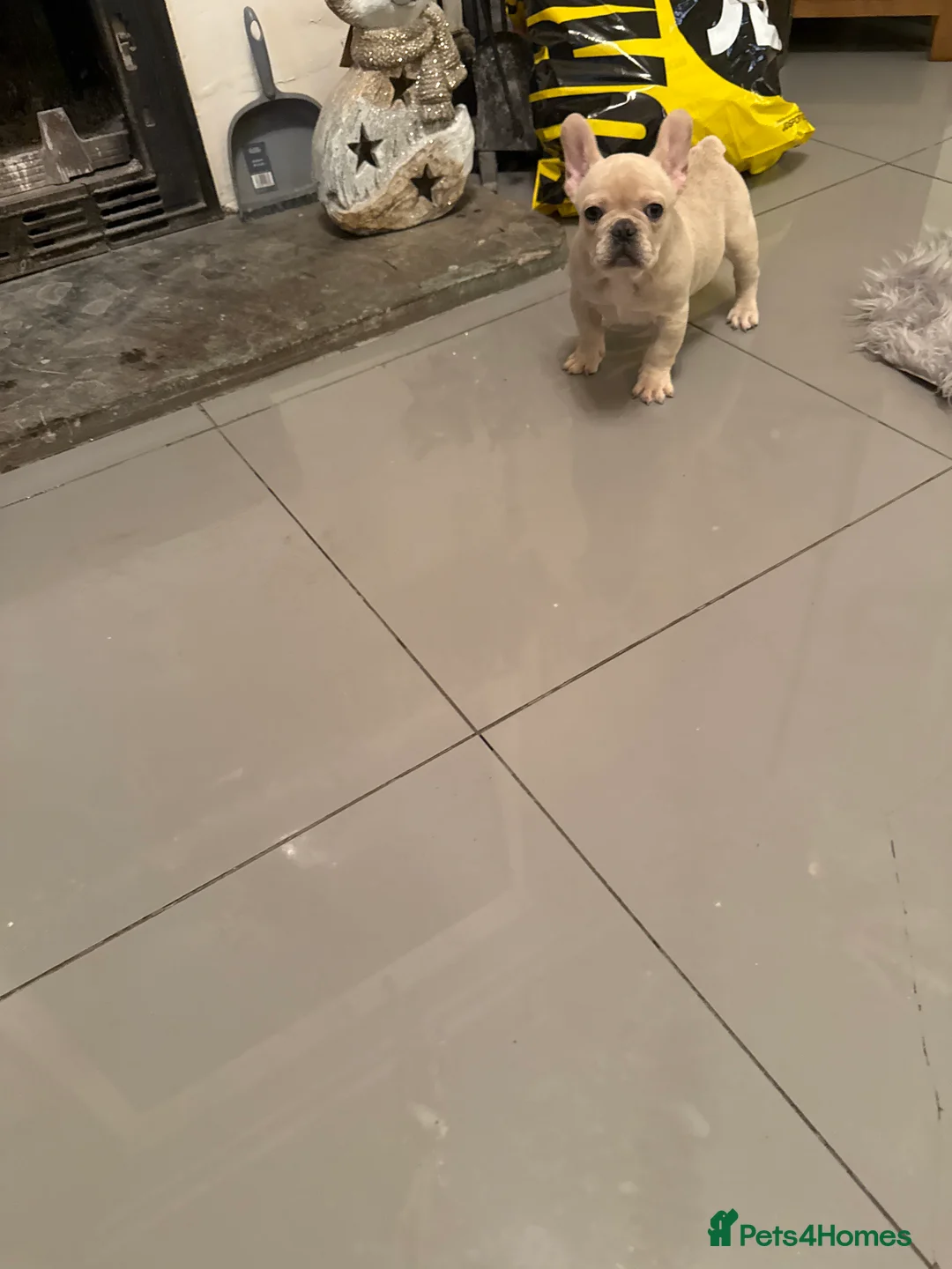 French Bulldog dogs for sale: French bulldogs  - Advert 5