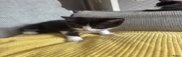 Mixed Breed cats for sale: Black and white kittens  in Burton-on-Trent - Advert 5