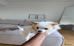 Pomchi dogs for sale: Pomchi boy must go by this week - Image 7