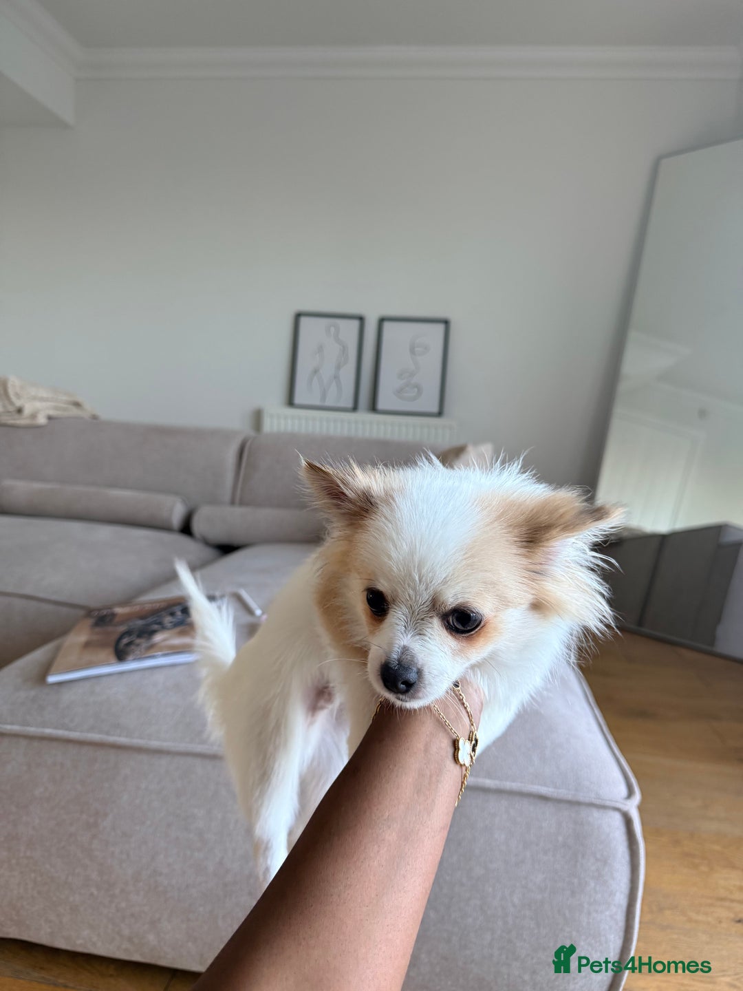 Pomchi dogs for sale: Pomchi boy must go by this week - Image 7