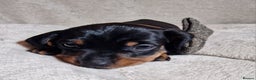 Miniature Dachshund dogs for sale: Champion bloodlines excellent quality KC miniature - Advert 29