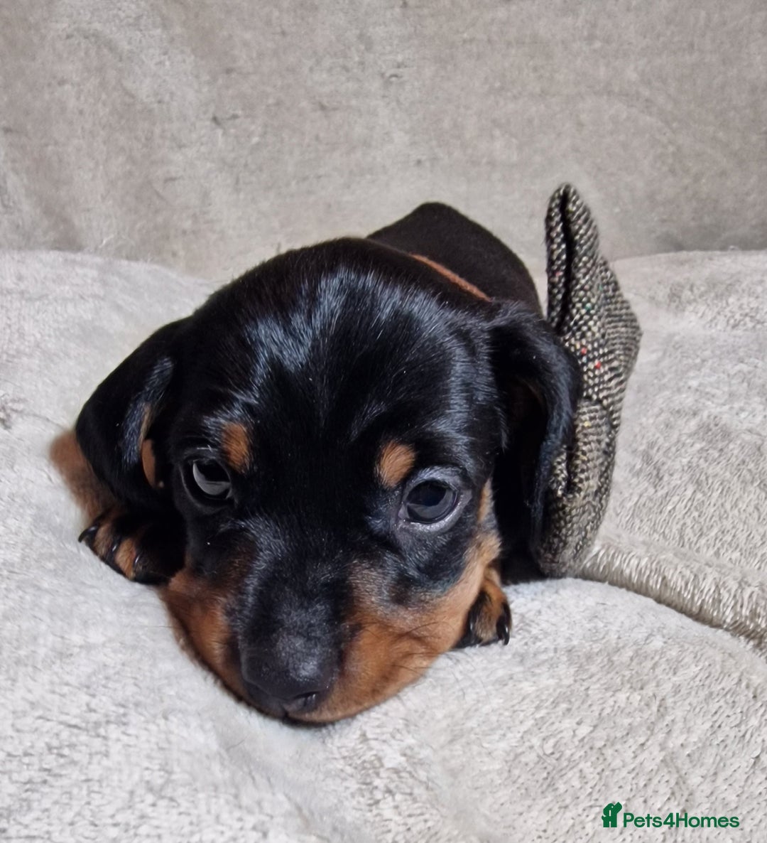 Miniature Dachshund dogs for sale: Champion bloodlines excellent quality KC miniature - Advert 29