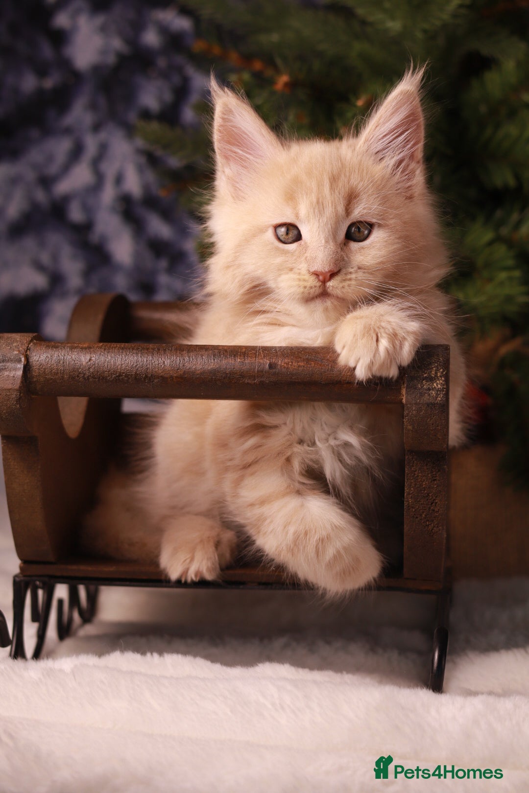 Maine Coon cats for sale: Rare Red Female Maine Coon – TICA Registered - Advert 6