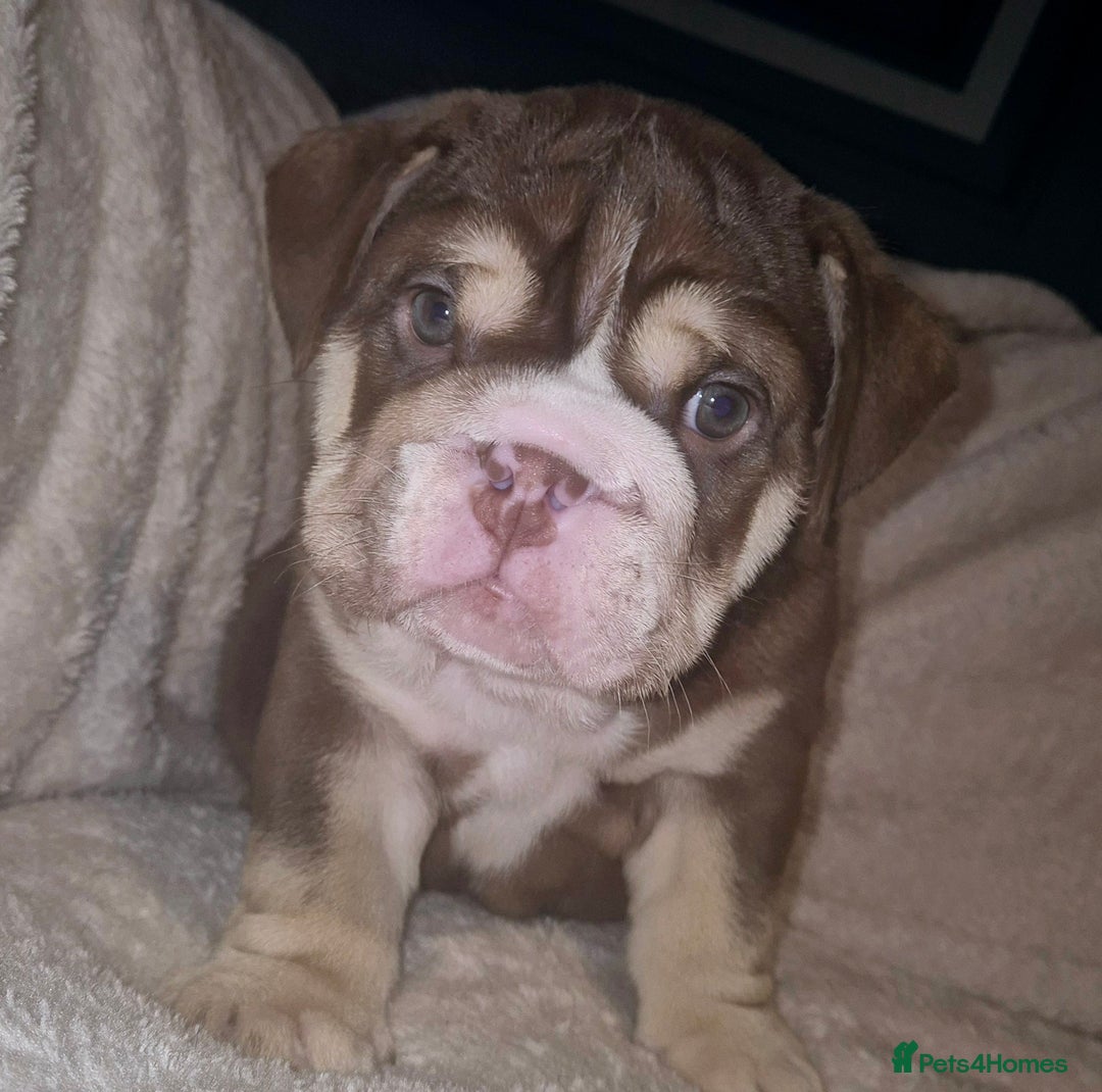 English Bulldog dogs for sale: Reduced **Ready to leave  - Advert 5