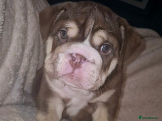 English Bulldog dogs British bulldog puppies - Advert 13