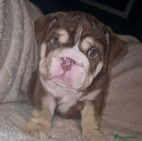 English Bulldog dogs British bulldog puppies - Advert 15