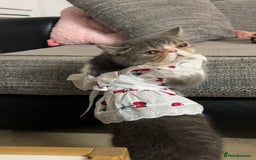 Exotic cats for sale: bella!! friendly grey and white exotic shorthair - Image 11