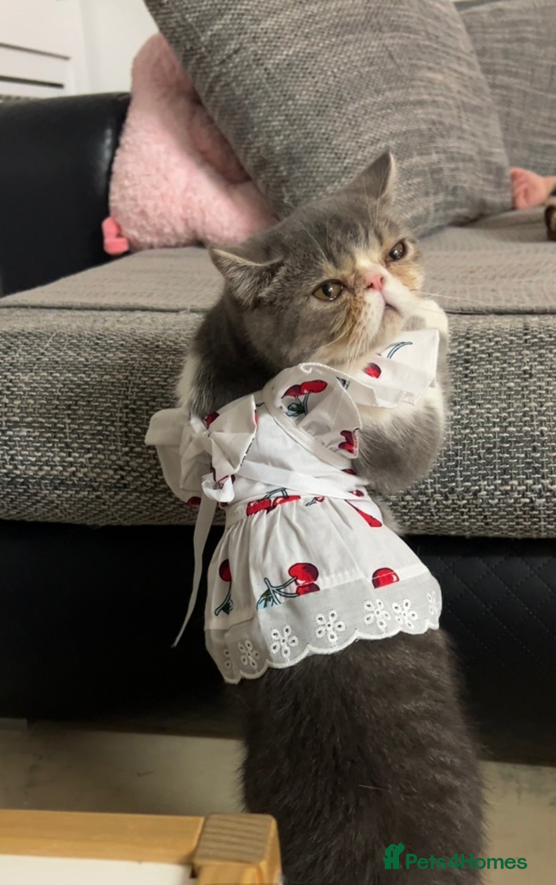 Exotic cats for sale: bella!! friendly grey and white exotic shorthair - Image 11