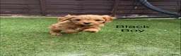 Cavapoo dogs for sale: Backcrossed/ F1b cavapoo - Advert 18