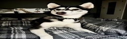 Siberian Husky dogs for sale: Siberian husky  - Advert 3