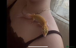 Leopard Gecko reptiles for sale: Leopard gecko and set up for sale - Image 3