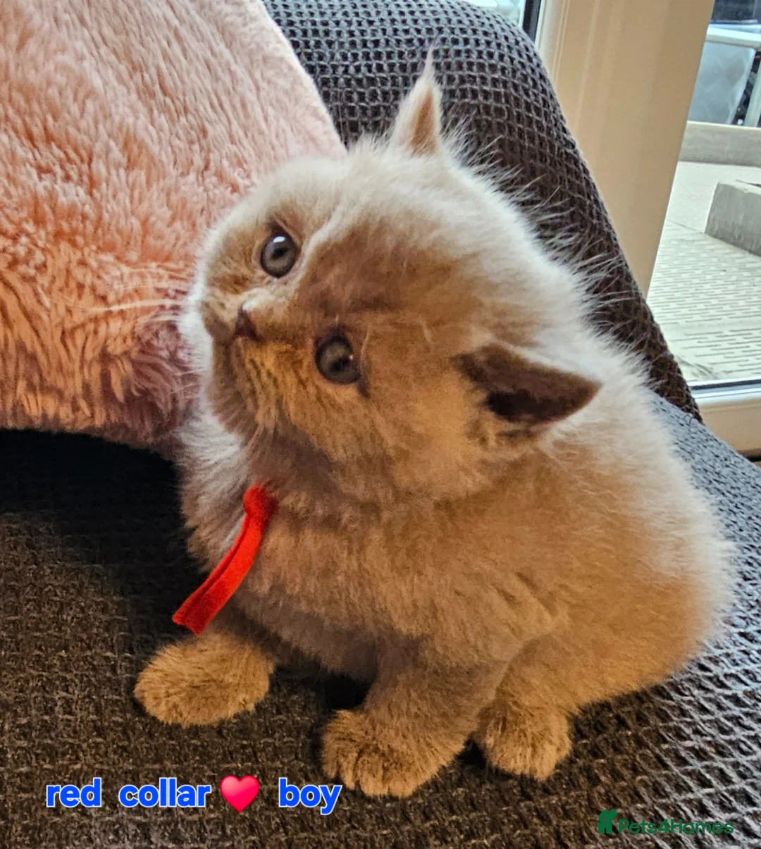 British Shorthair cats for sale: British short hairs / long hair  - Advert 18
