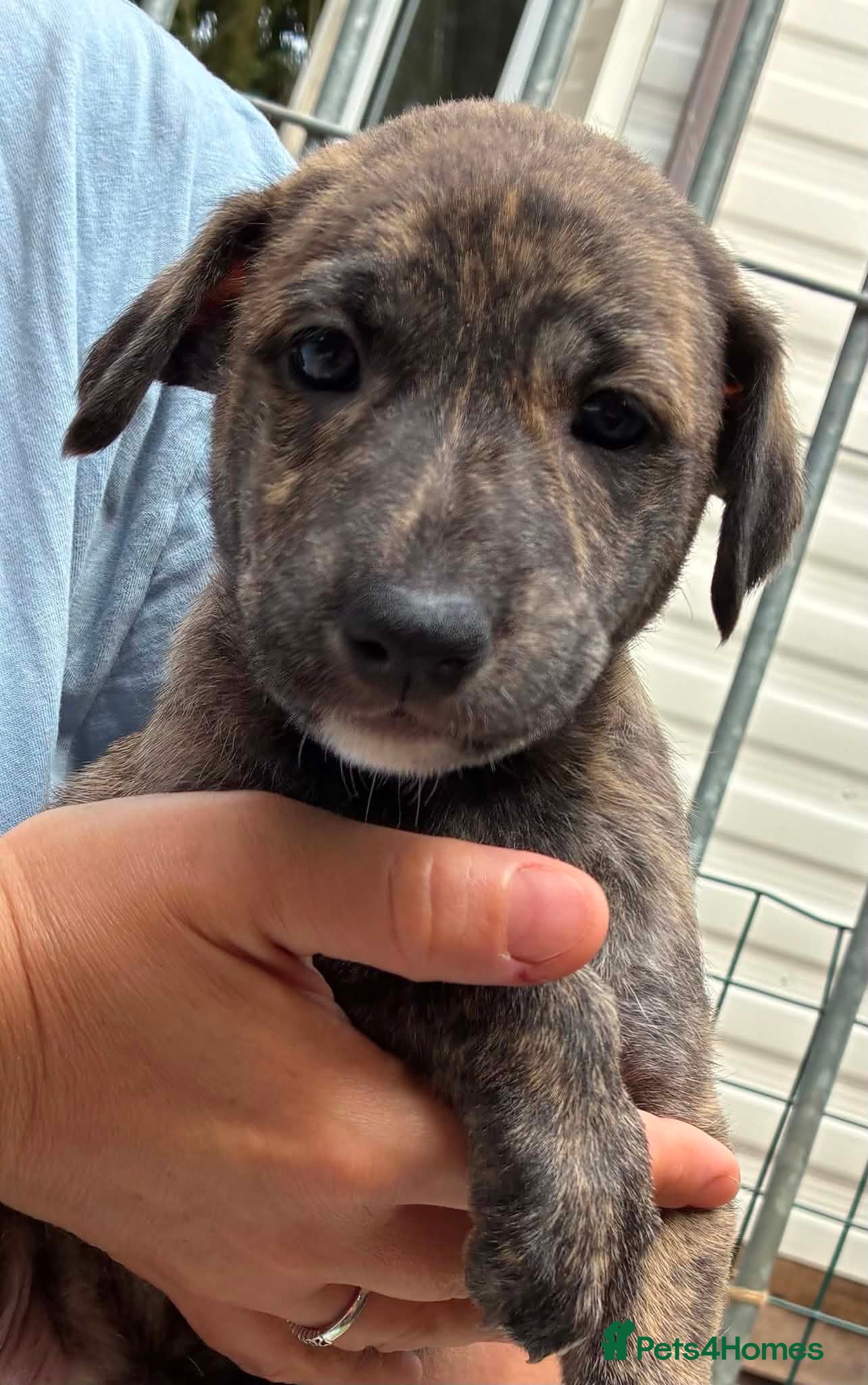 Mixed Breed dogs Deerhound x collie x bull x greyhound  - Advert 1