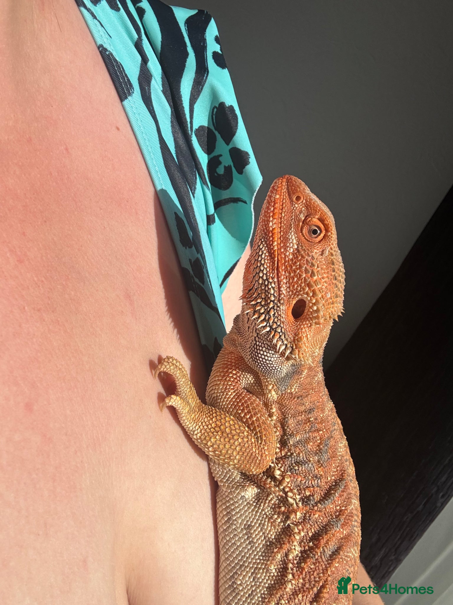 Bearded Dragon reptiles for sale: Friendly 8 Month Old Bearded Dragon - Full Setup - Advert 7