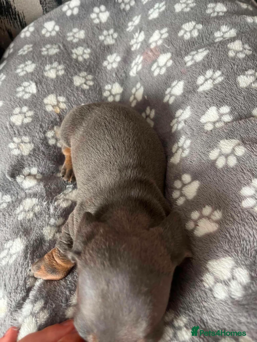 Miniature Dachshund dogs for sale: One blue male miniature dashund  - Advert 8