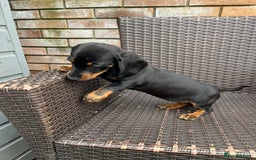 Dachshund dogs for sale: Dachshund puppies - Image 21