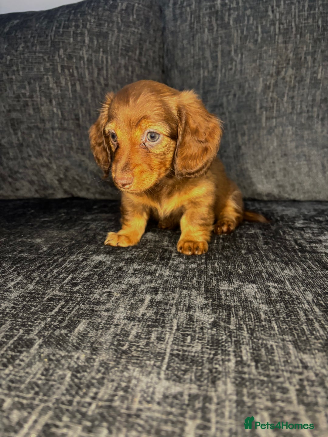 Miniature Dachshund dogs for sale: Champion Longhaired Miniature Dachshund Puppies - Advert 28