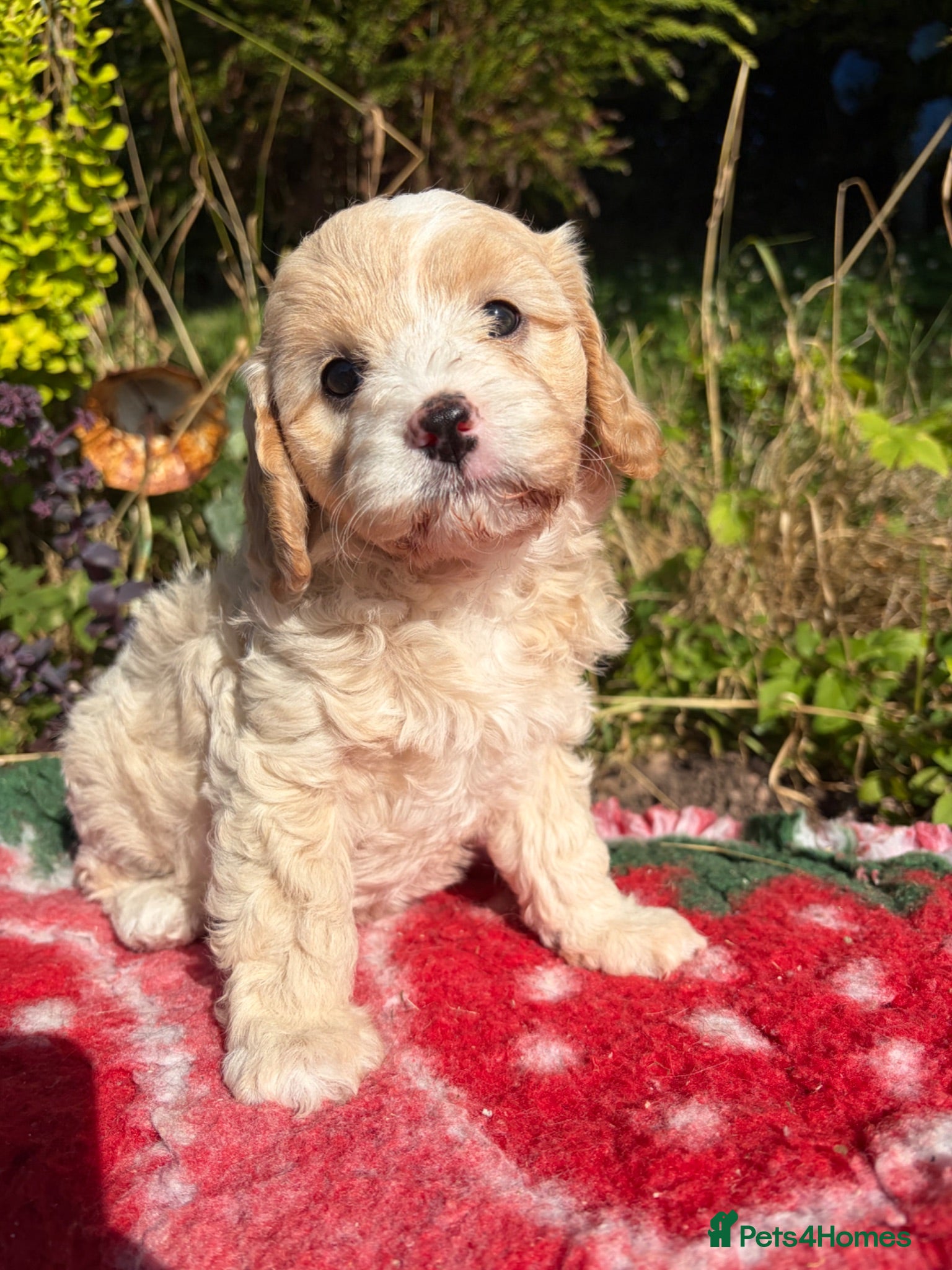 Cavapoo dogs F1 Beautiful cavapoo puppies Health tested parents - Advert 9