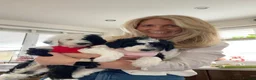 Sheepadoodle dogs for sale: Beautiful F1 Sheepadoodles  - Advert 14
