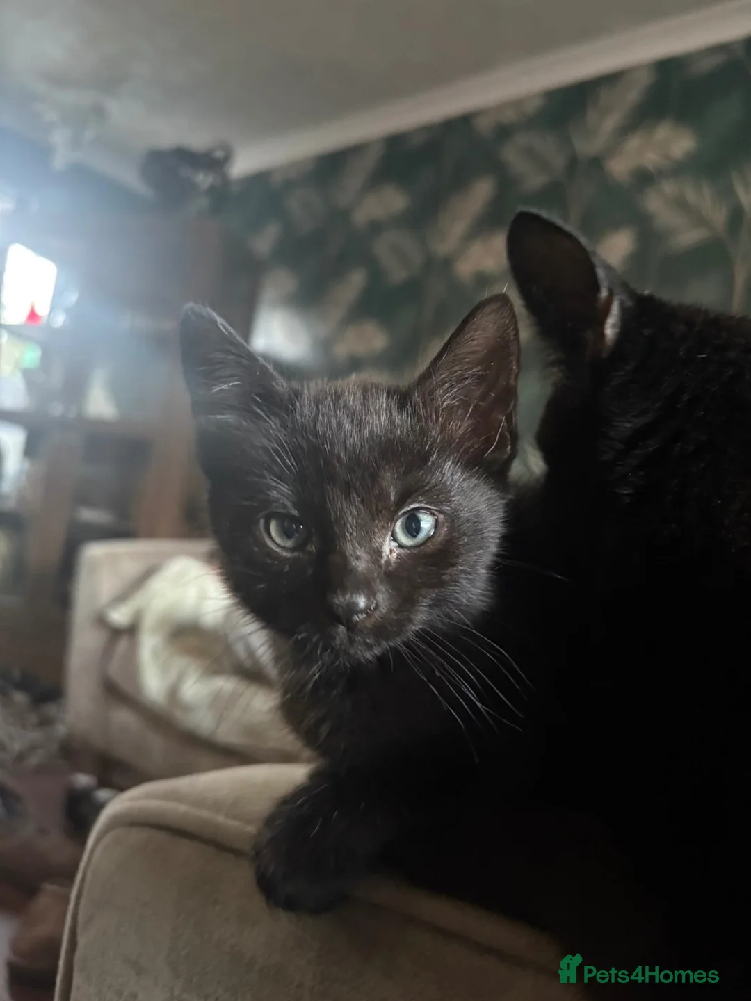 Mixed Breed cats for sale: Kittens for sale  - Advert 3