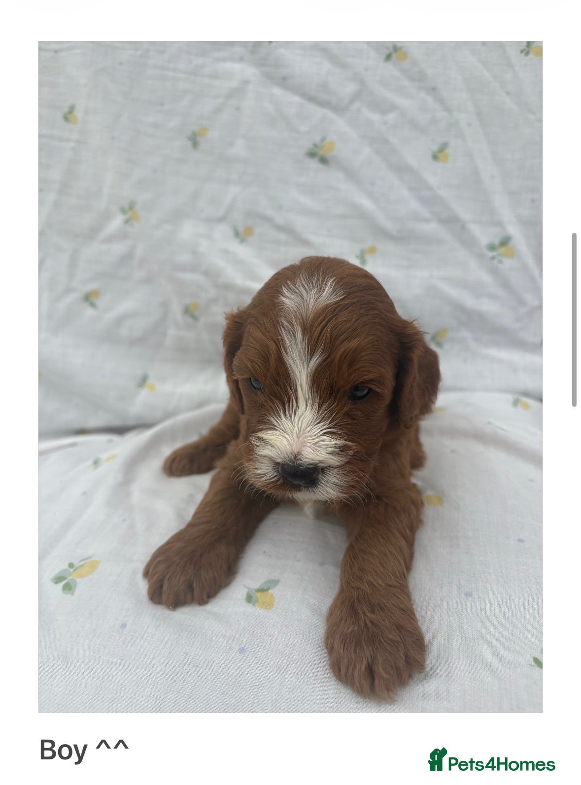 Cavapoo dogs Cavapoo Puppies Looking for their Forever Homes  - Advert 1