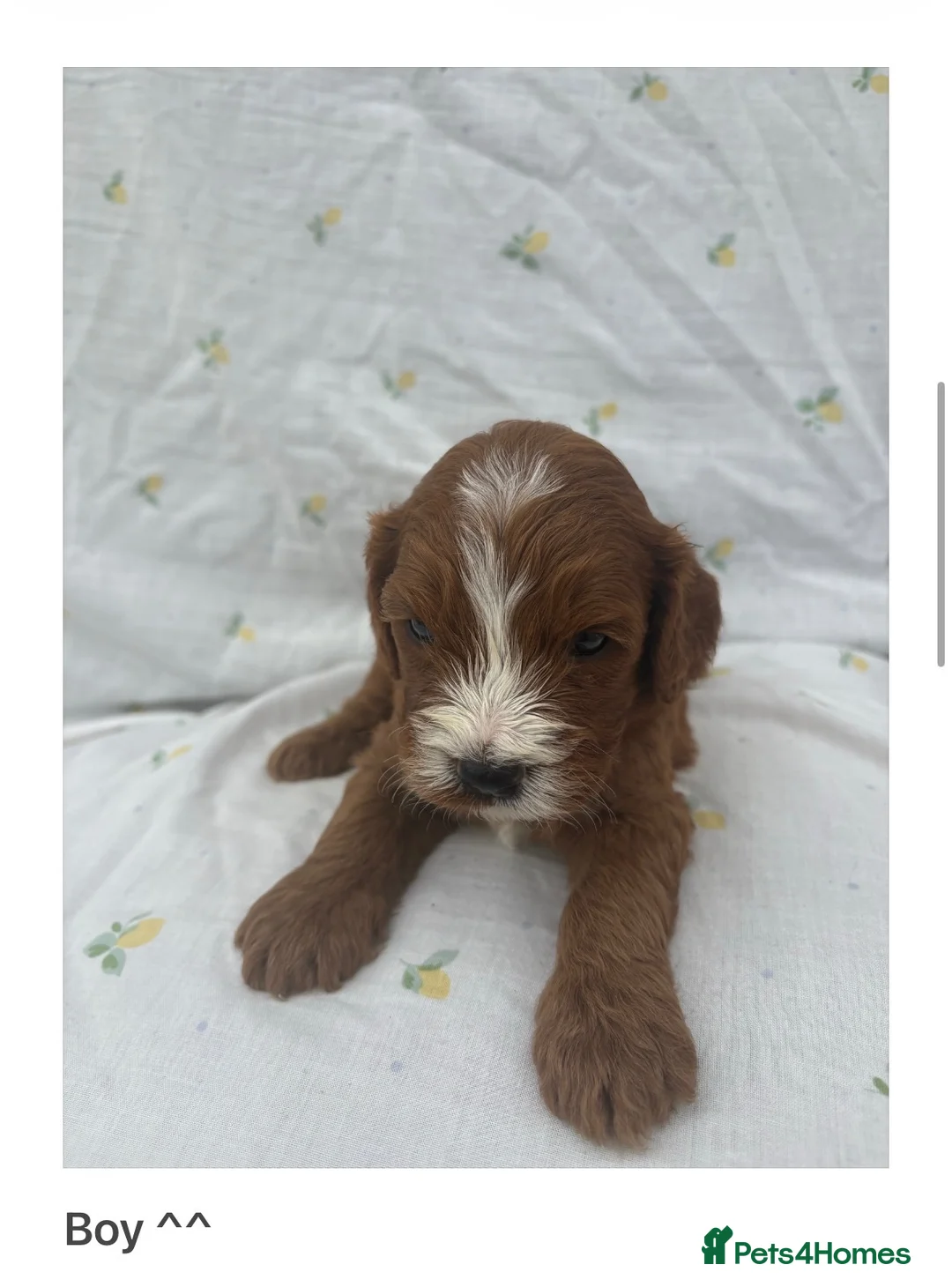 Cavapoo dogs for sale: Cavapoo Puppies Looking for their Forever Homes  - Advert 1
