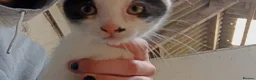 Mixed Breed cats for sale: Farm kittens black and white - Advert 9