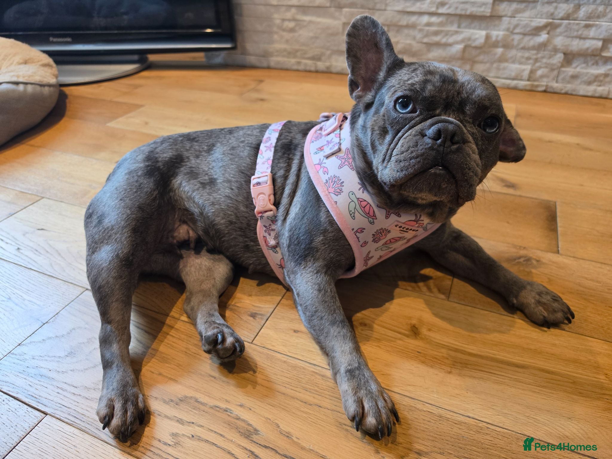 French Bulldog dogs Forever home/STRICTLY NO OTHER PETS - Advert 1
