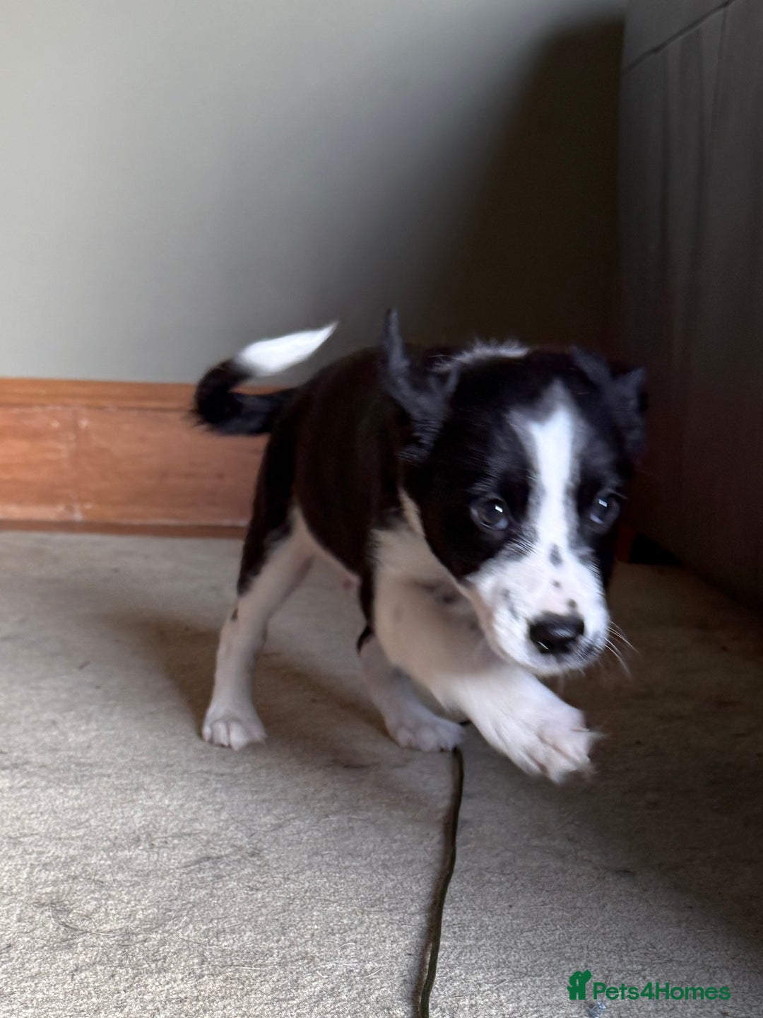 Mixed Breed dogs for sale: Border Collie Cross Pups - Image 4