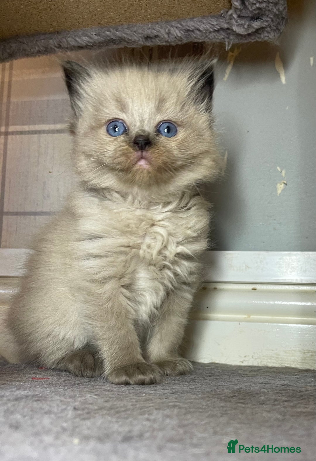 Ragdoll cats for sale: Pedigree Cherubim Ragdoll Kittens💫 - Image 3