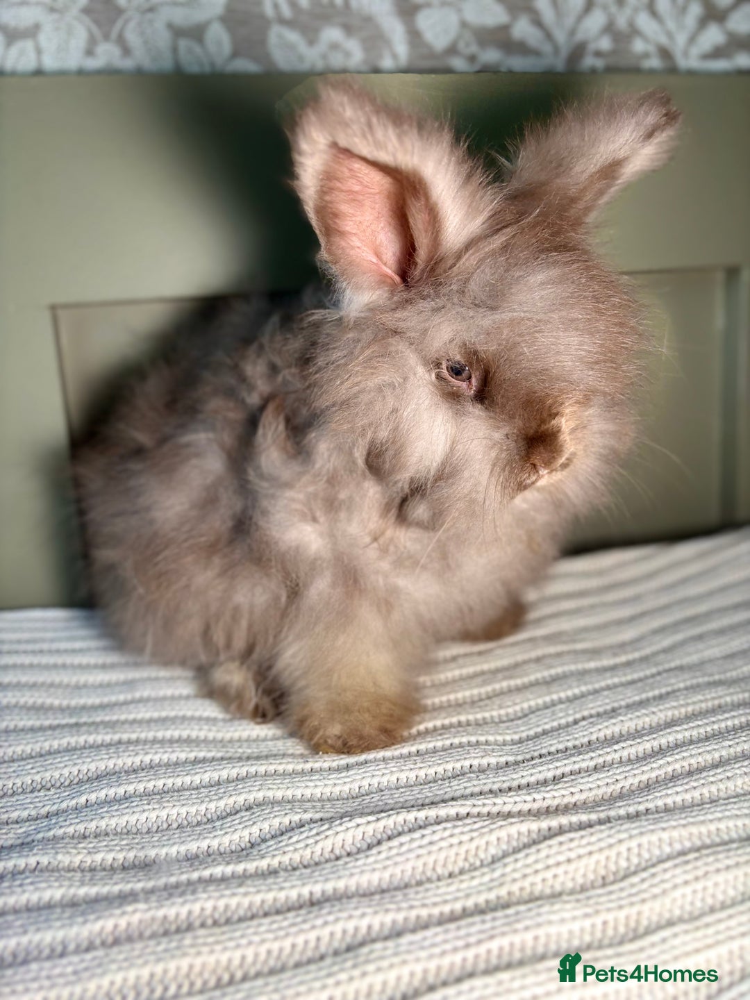 Angora rabbits for sale: Fully Vaccinated PedigreeAngora Ready next weekend - Advert 9