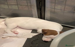 Mixed Breed dogs for sale: F1 jackcain  - Advert 9