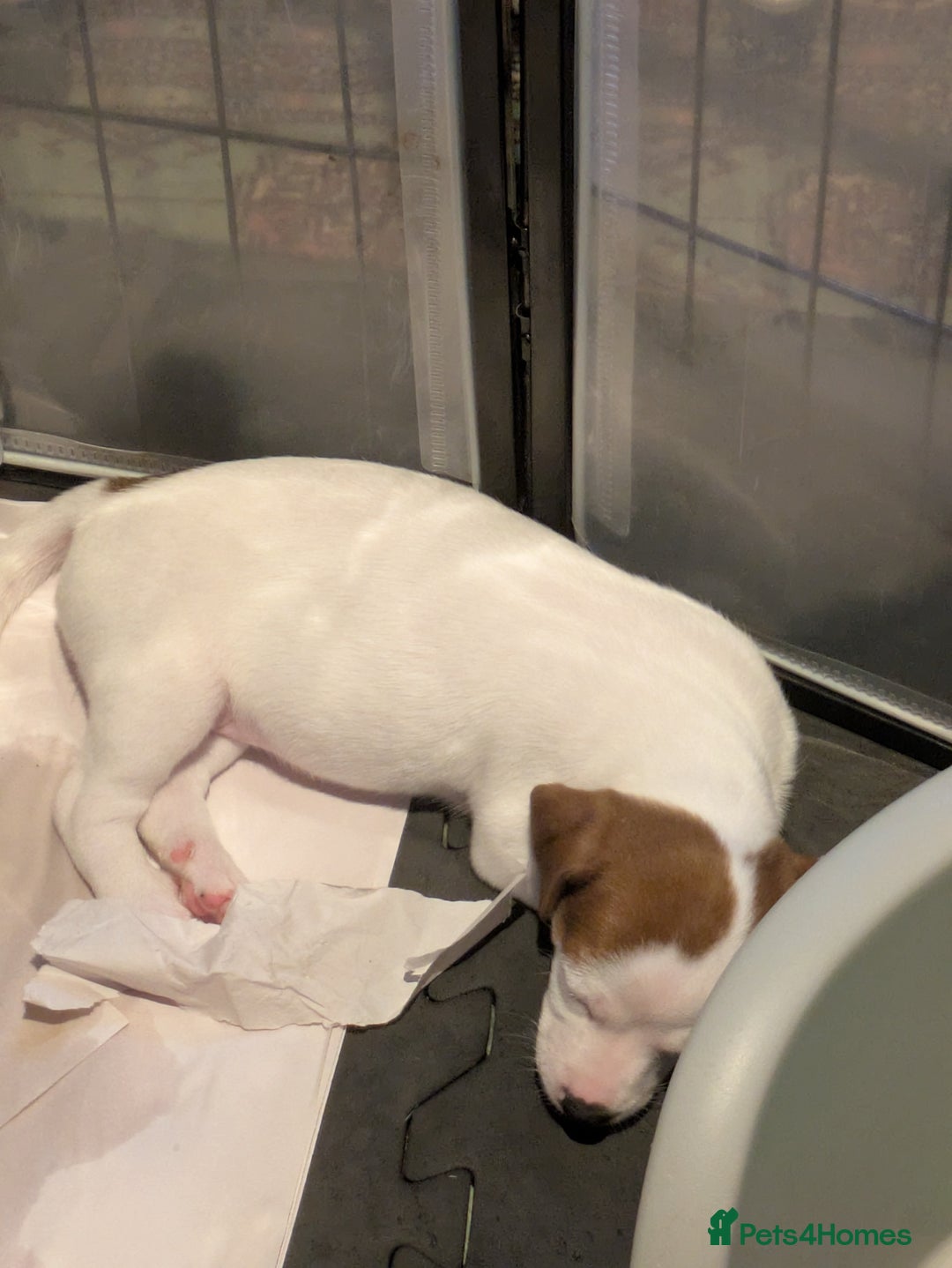 Mixed Breed dogs for sale: F1 jackcain  - Advert 9