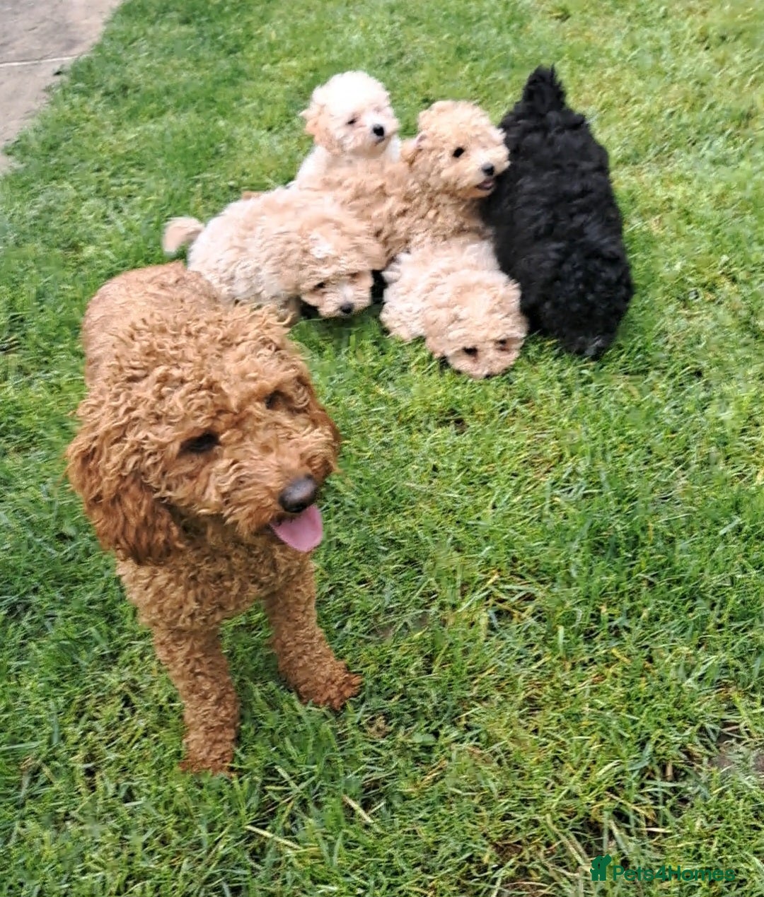 Cavapoo dogs Vet Checked F1 Cavapoo Puppies  - Advert 18