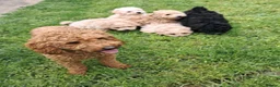 Cavapoo dogs for sale: Last remaing male fully vaccinated health cert - Advert 4
