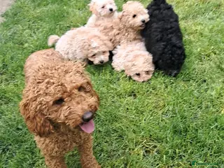 Cavapoo dogs Vet Checked F1 Cavapoo Puppies - Advert 18