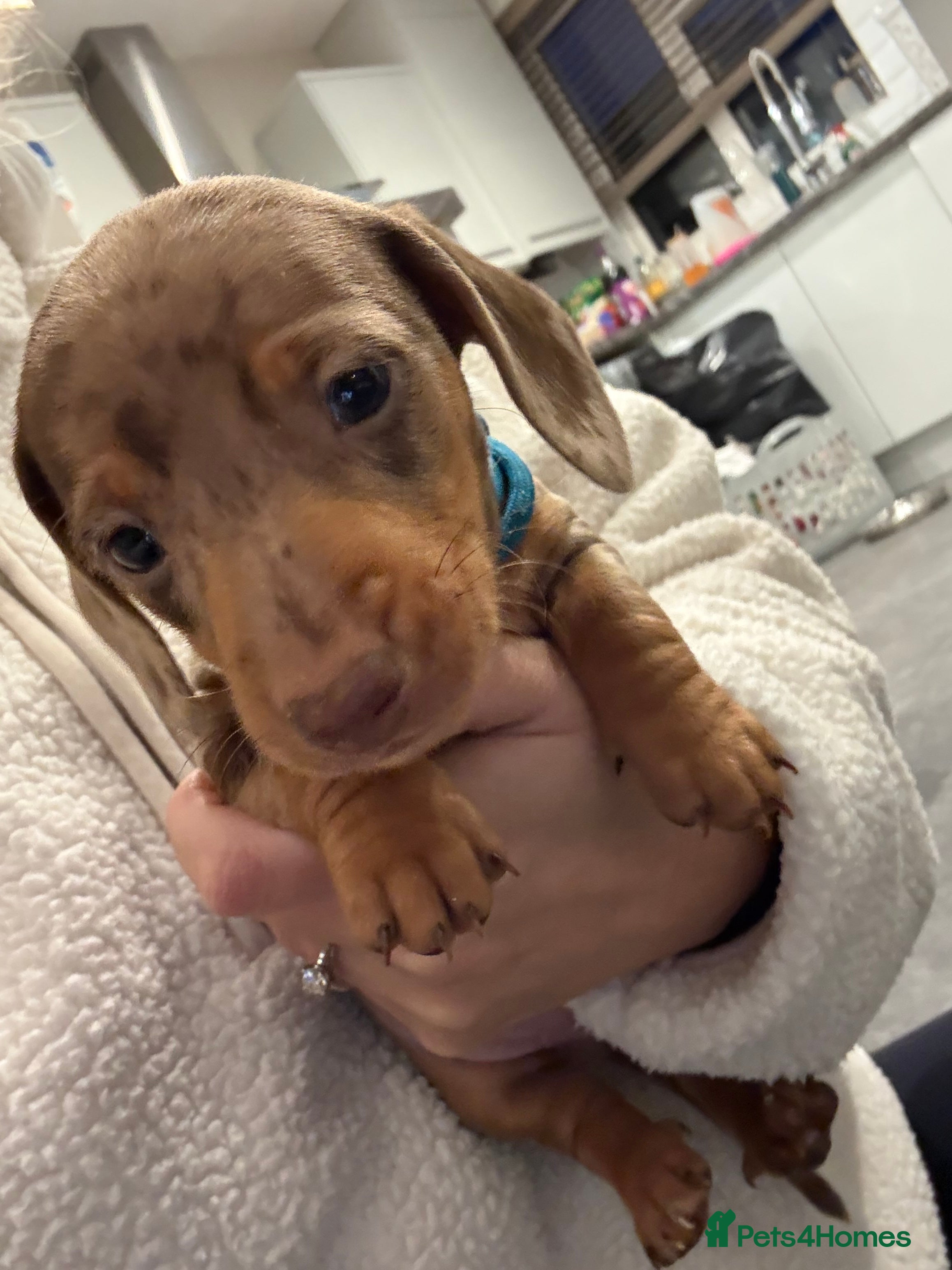 Dachshund dogs 6 mini dachshunds looking for there forever home  - Advert 13