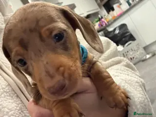 Dachshund dogs 6 mini dachshunds looking for there forever home - Advert 13