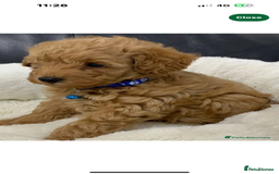 Toy Poodle dogs for stud: F1b westipoo for stud - Image 12