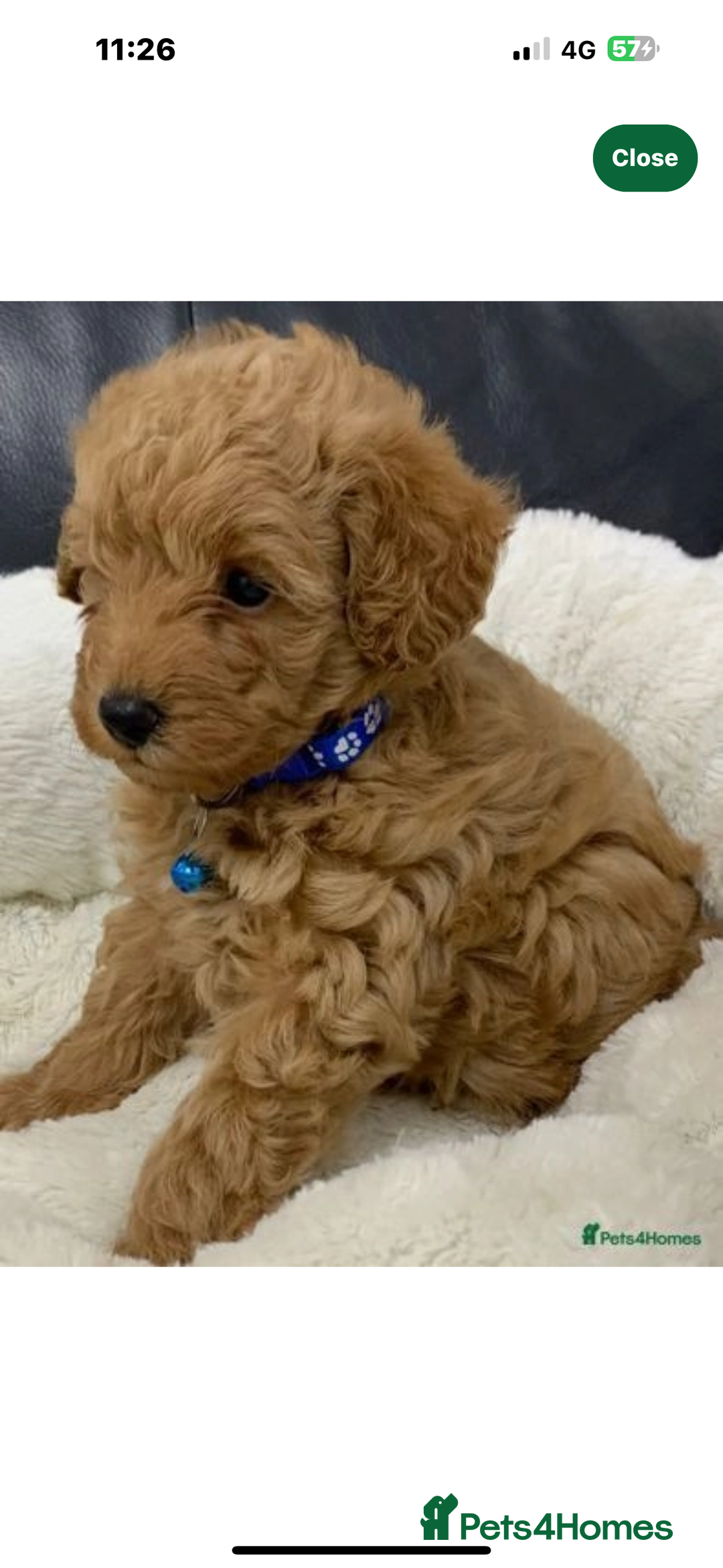 Toy Poodle dogs for stud: F1b westipoo for stud - Image 12